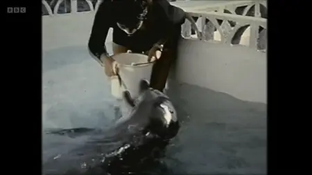 The Girl Who Talked to Dolphins (2014)