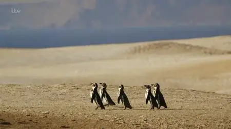 ITV - Meet the Penguins (2019)