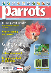 Parrots - September 2019
