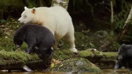 BBC Natural World - Ghost Bear Family (2015)