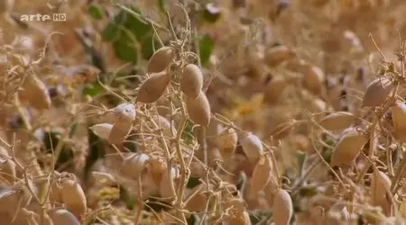 (Arte) Chasseur de graines (2013)