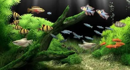 Dream Aquarium ver.1.0180