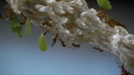 BBC - Planet Ant: Life Inside the Colony (2013)