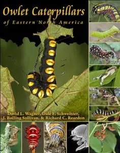 Owlet Caterpillars of Eastern North America [Repost]