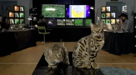 (Fr5) La double vie des chats (2014)