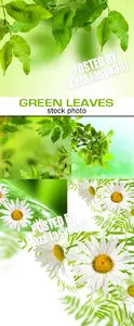 Green leaves & chamomile