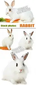 White rabbit