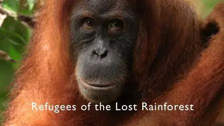 BBC - Refugees of the Lost Rainforest (2013)