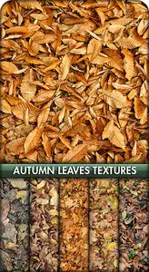 Autumn leaves & grass textures