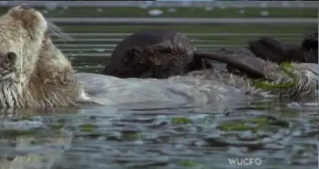 PBS - Nature: Saving Otter 501 (2013)