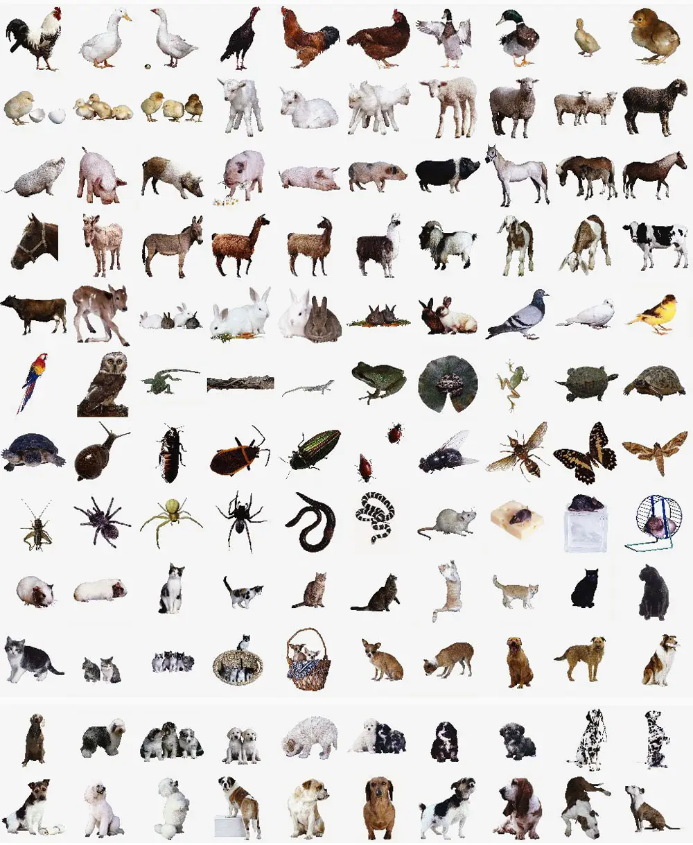 много домашних животных на одной картинке