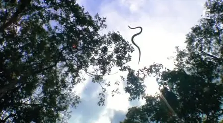 (Fr5) Les fous volants de la jungle (2013)