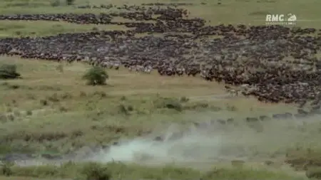 Les Lions Cannibales (2011)