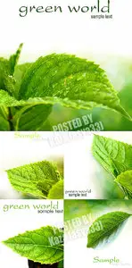 Green leaves