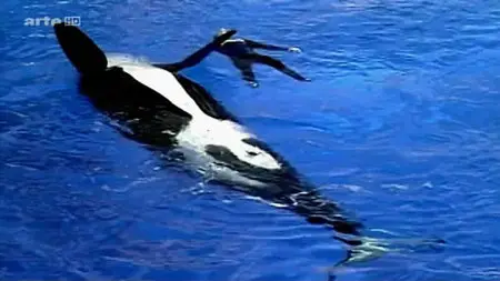 Blackfish : L'Orque Tueuse (2013)