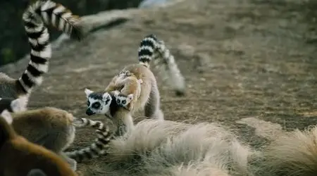 Island of Lemurs: Madagascar (2014)