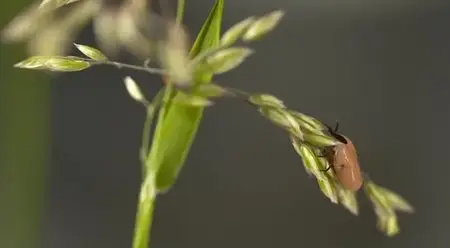 (Fr5) La maladie de Lyme, quand les tiques attaquent ! (2014)