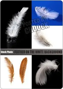 Feather on the white background - Stock Photo