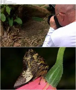 Learning to See: The World of Insects (2016)