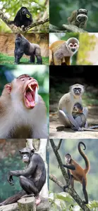 Primates