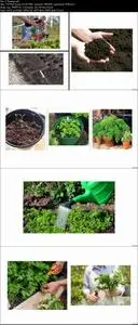 5 Easy-to-grow vegetables & herbs plus vegetable planter (Updated 6/2020)