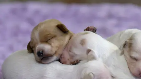 Too Cute! Rags to Riches (2014) in 4K