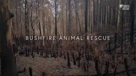 SBS - Bushfire Animal Rescue (2020)