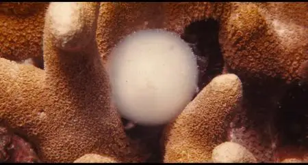 Voyage of Time: The IMAX Experience (2016)
