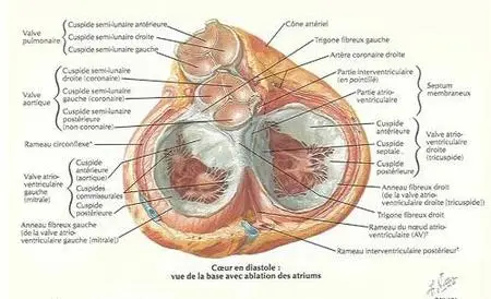 altas-anatomie Netter CD 2