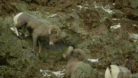 National Geographic - Wild Yellowstone: Series 1 (2015)