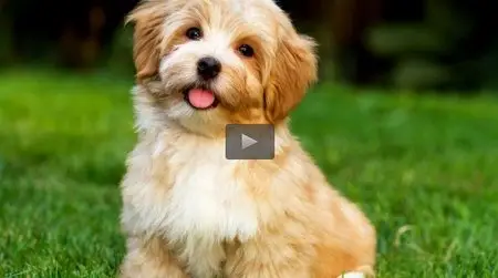 Dog Training - Puppies - An A-Z Guide To Puppy Training
