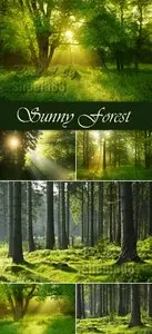 Stock Photo - Sunny Forest