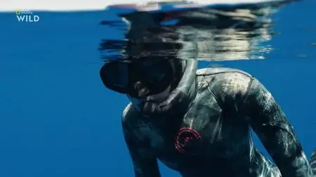 NG. - Maui Shark Mystery (2022)