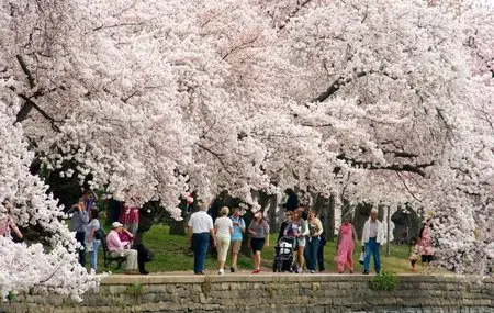 Various Artists – Sakura – A Musical Celebration of the Cherry Blossoms (2003)