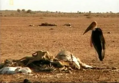 Шесть градусов, которые могут изменить мир (2008) SATRip