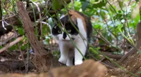 (Fr5) La double vie des chats (2014)