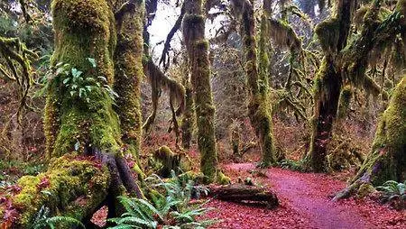 Landscape Photography: Washington's Olympic National Park [repost]