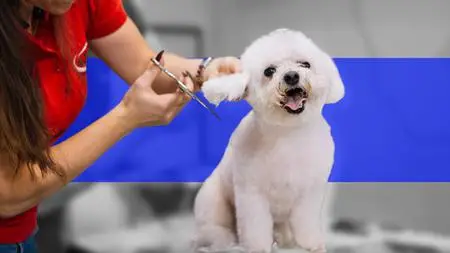 How To Start A Successful Dog Grooming Business