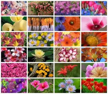Webshots - Flowers & Gardens - WS (1920 x 1080)