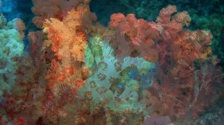 Coral Reef Adventure (2003)