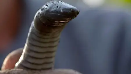 Wild El Salvador: In the Shadow of the Volcanoes (2023)