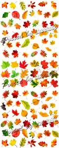 Stock Photo - Autumn Leaves 2