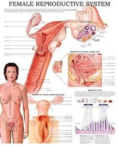 Female reproductive system e-chart: Quick reference guide