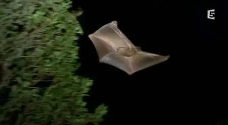 (Fr5) Les fous volants de la jungle (2013)