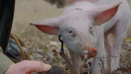 Amazing Pigs (2019)