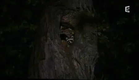 (Fr5) Ratons laveurs, ratons voleurs (2012)