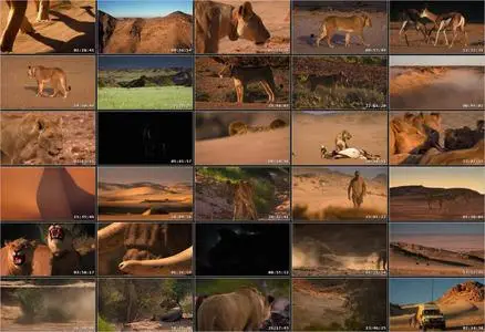 Desert Warriors: Lions of the Namib (2016)