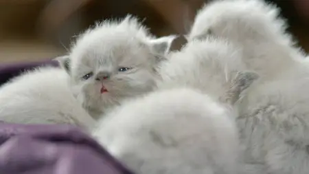 Too Cute! Rags to Riches (2014) in 4K