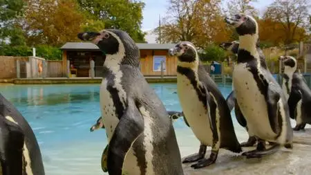 ITV - Meet the Penguins (2019)