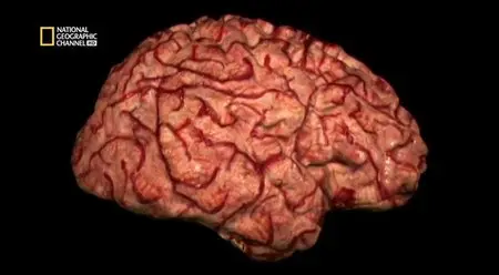 (Nat Geo) L'incroyable machine humaine (2013)